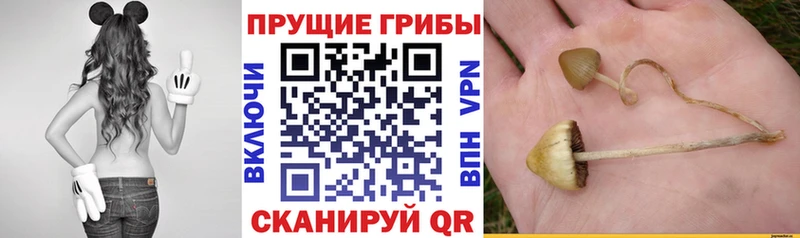OMG ТОР  Могоча  Псилоцибиновые грибы мухоморы 